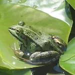 Egger Seeboden