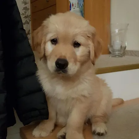 Egger Domek alpejski Seeboden