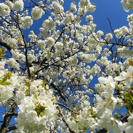 Egger Domek alpejski *