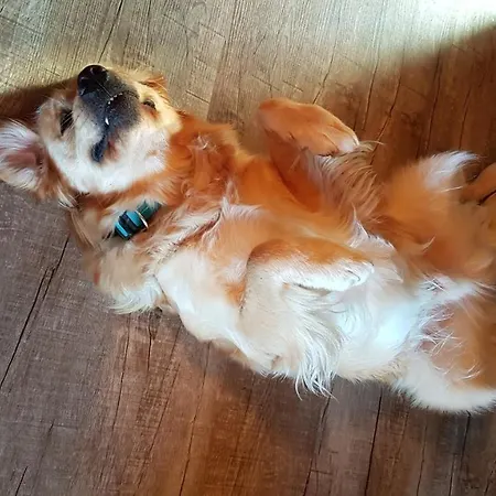 Dağ evi Egger Seeboden