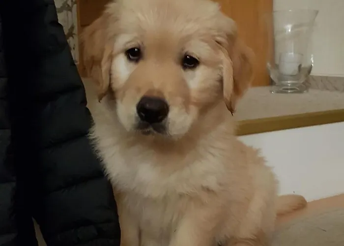 Egger Dağ evi Seeboden